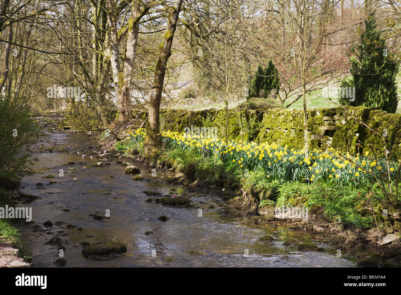 Les jonquilles aux côtés de Malham Beck à Malham village, Yorkshire Dales, Angleterre. Banque D'Images