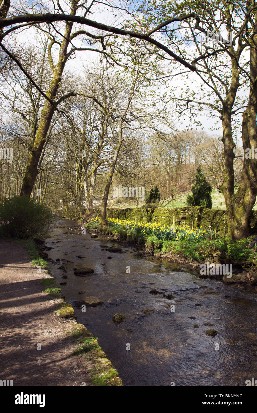Les jonquilles aux côtés de Malham Beck à Malham village, Yorkshire Dales, Angleterre. Banque D'Images