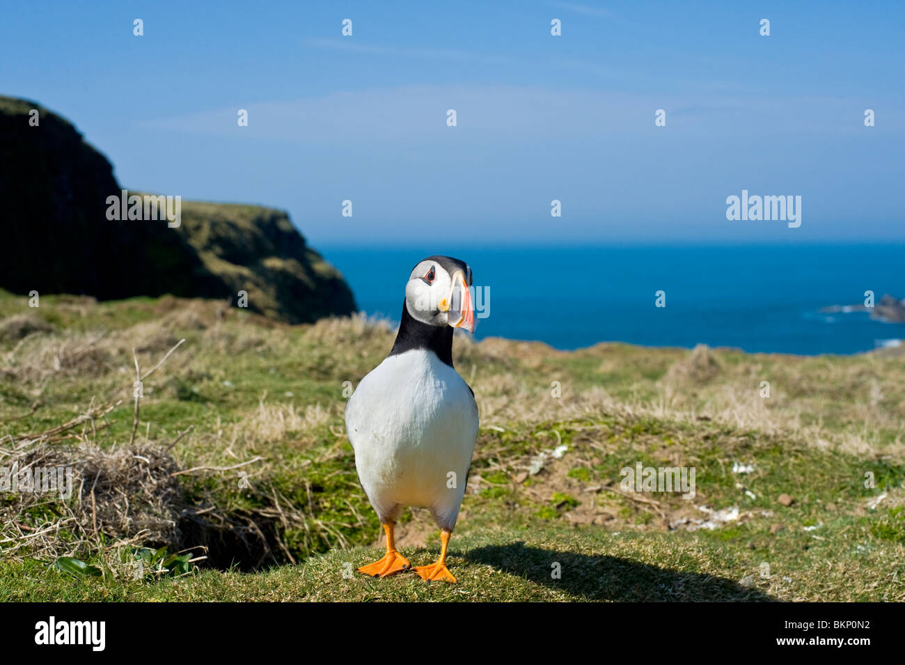 Macareux moine prises à l'île de Skomer, Pembrokeshire Banque D'Images