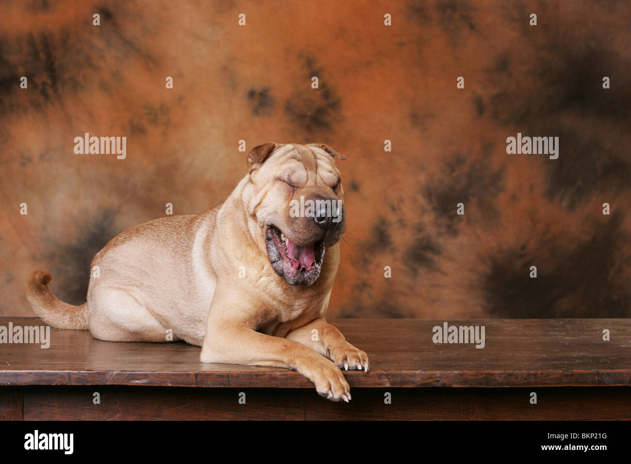 Shar Pei Banque D'Images
