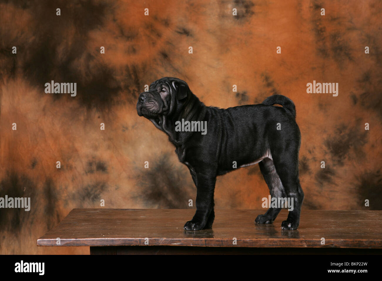 Chiot Shar Pei Banque D'Images
