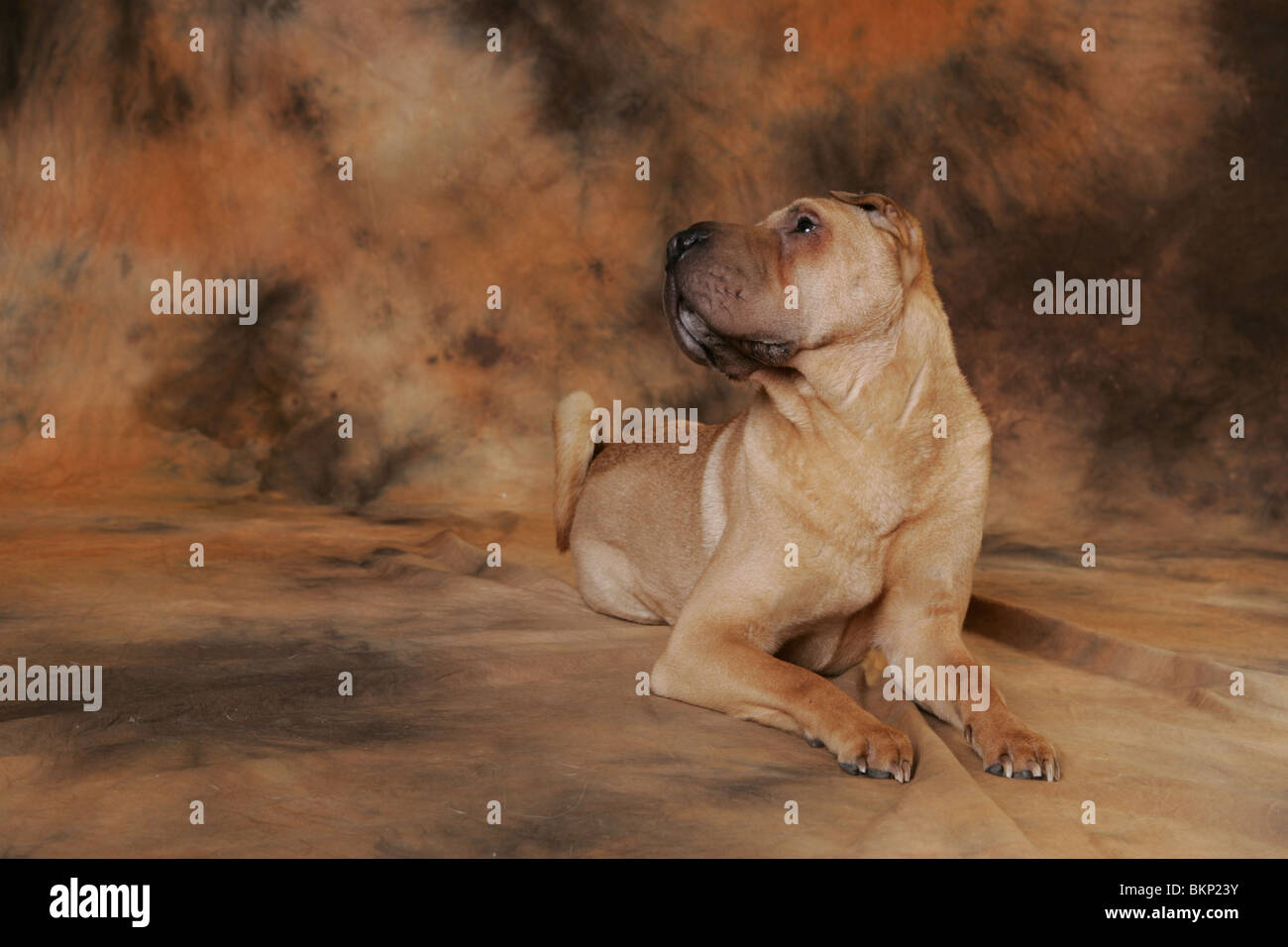 Shar Pei Banque D'Images