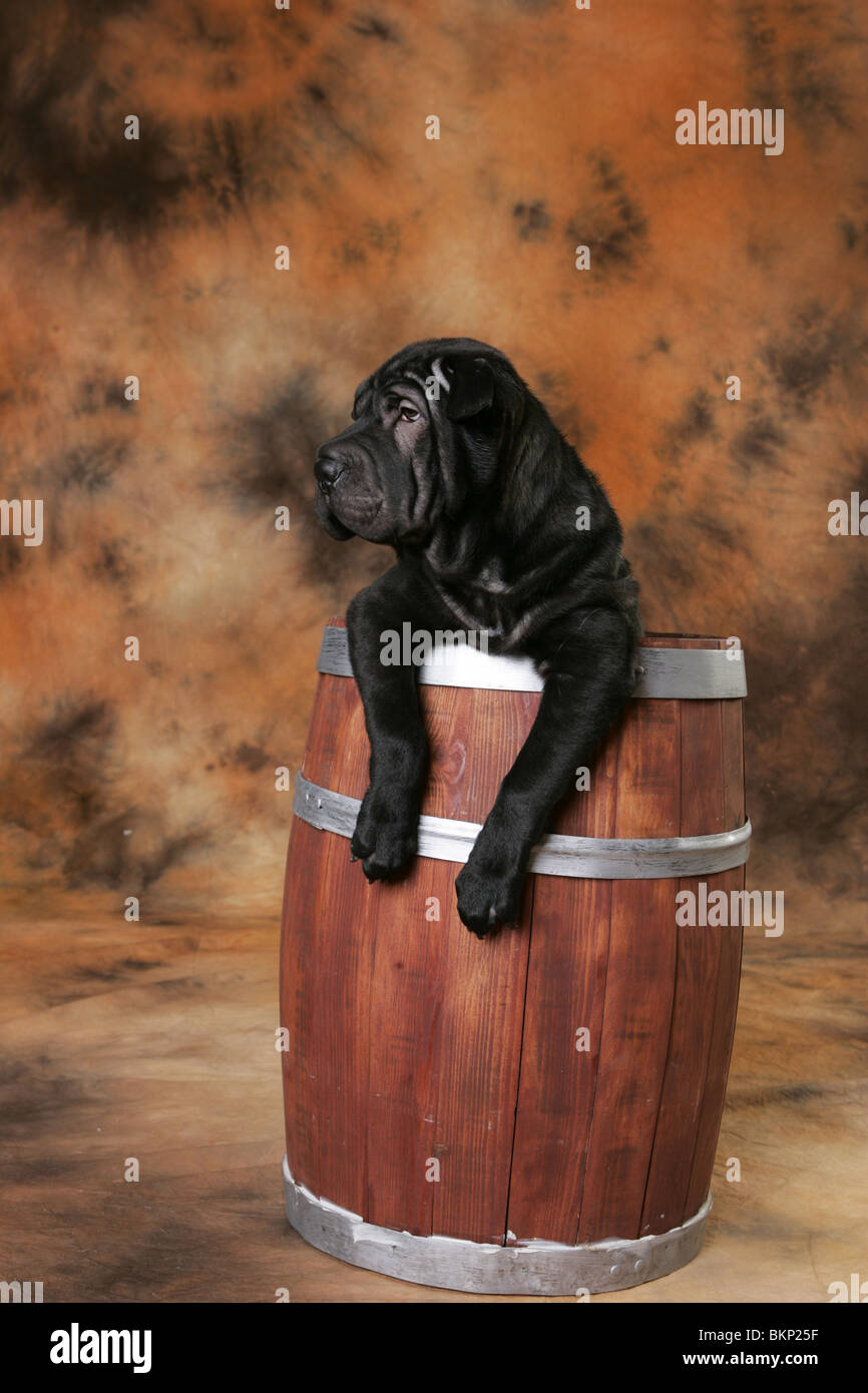 Chiot Shar Pei Banque D'Images