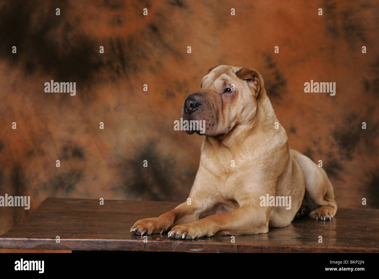 Shar Pei Banque D'Images