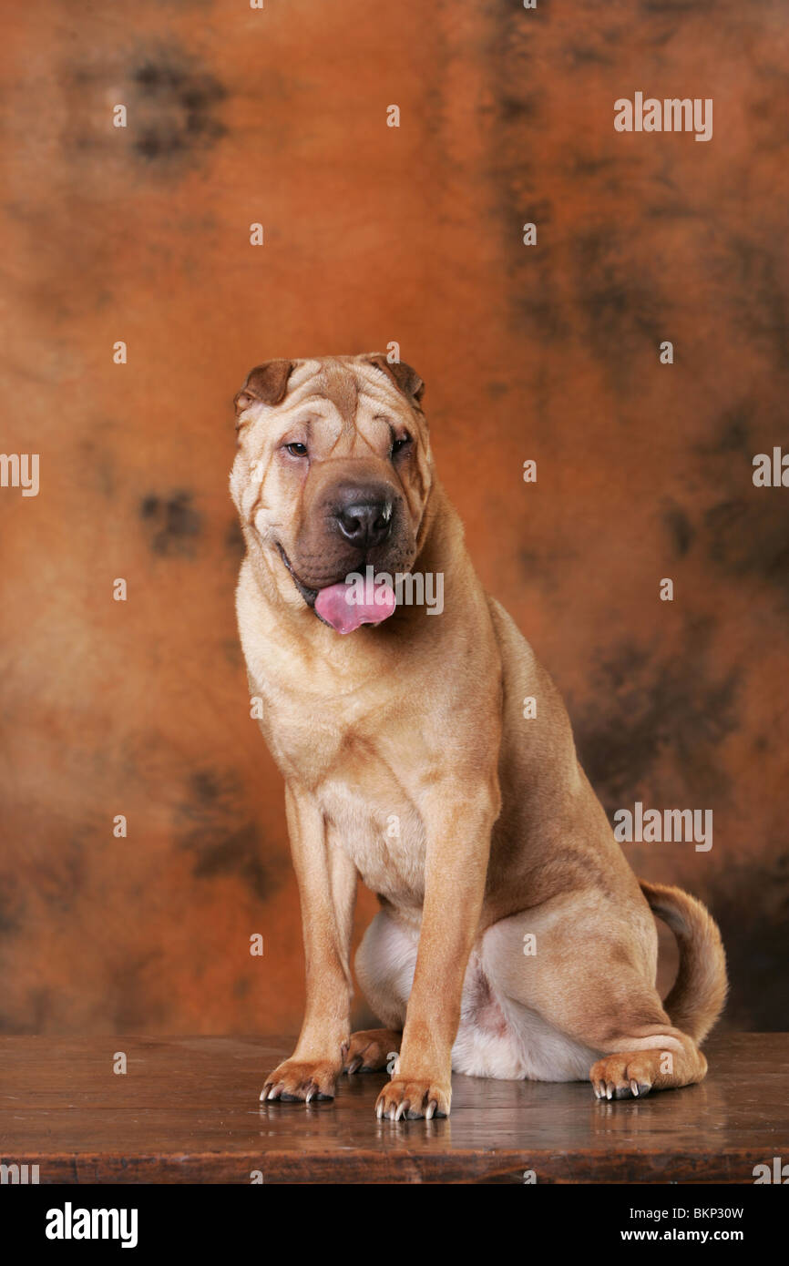 Shar Pei Banque D'Images