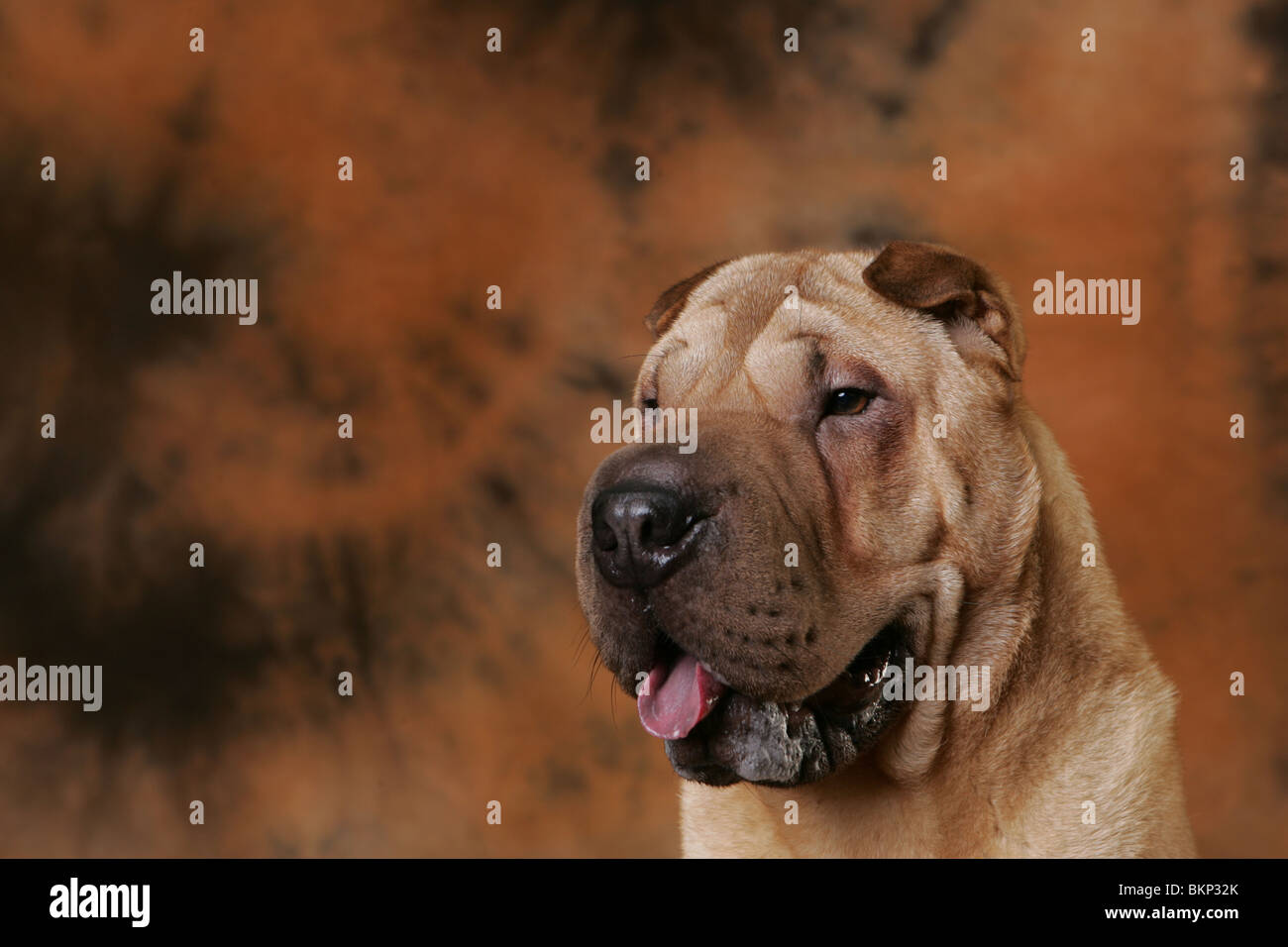 Shar Pei Portrait Banque D'Images