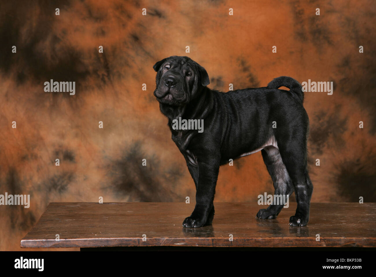 Chiot Shar Pei Banque D'Images