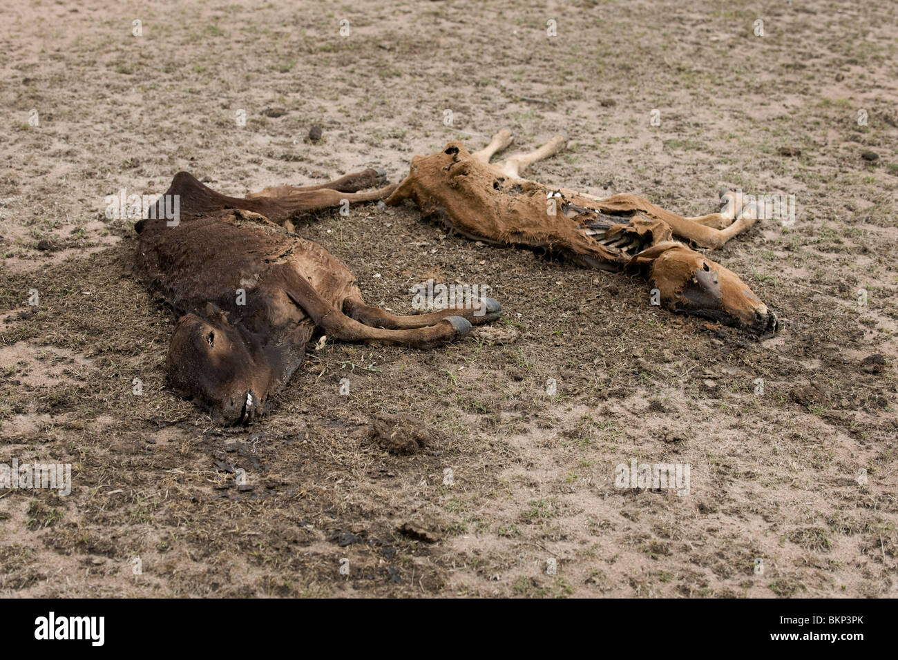 Les vaches mortes sur le terrain, Tanzania, Africa Banque D'Images