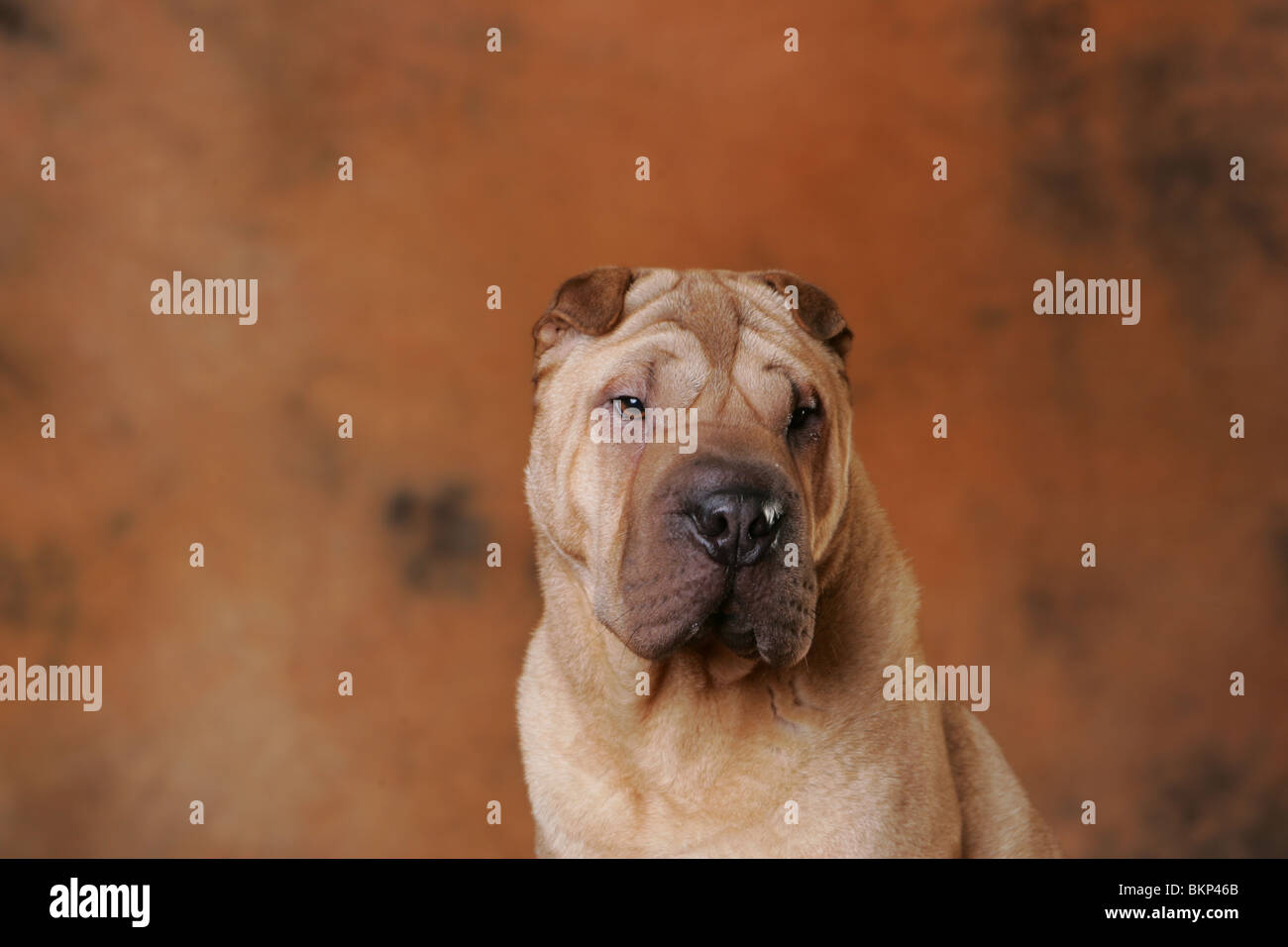 Shar Pei Portrait Banque D'Images