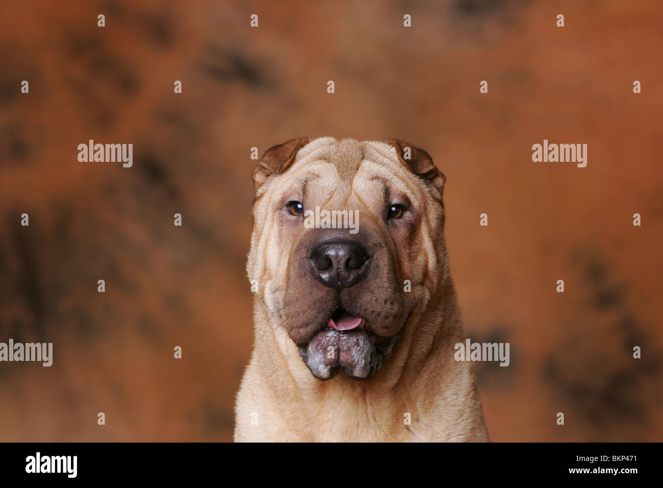 Shar Pei Portrait Banque D'Images
