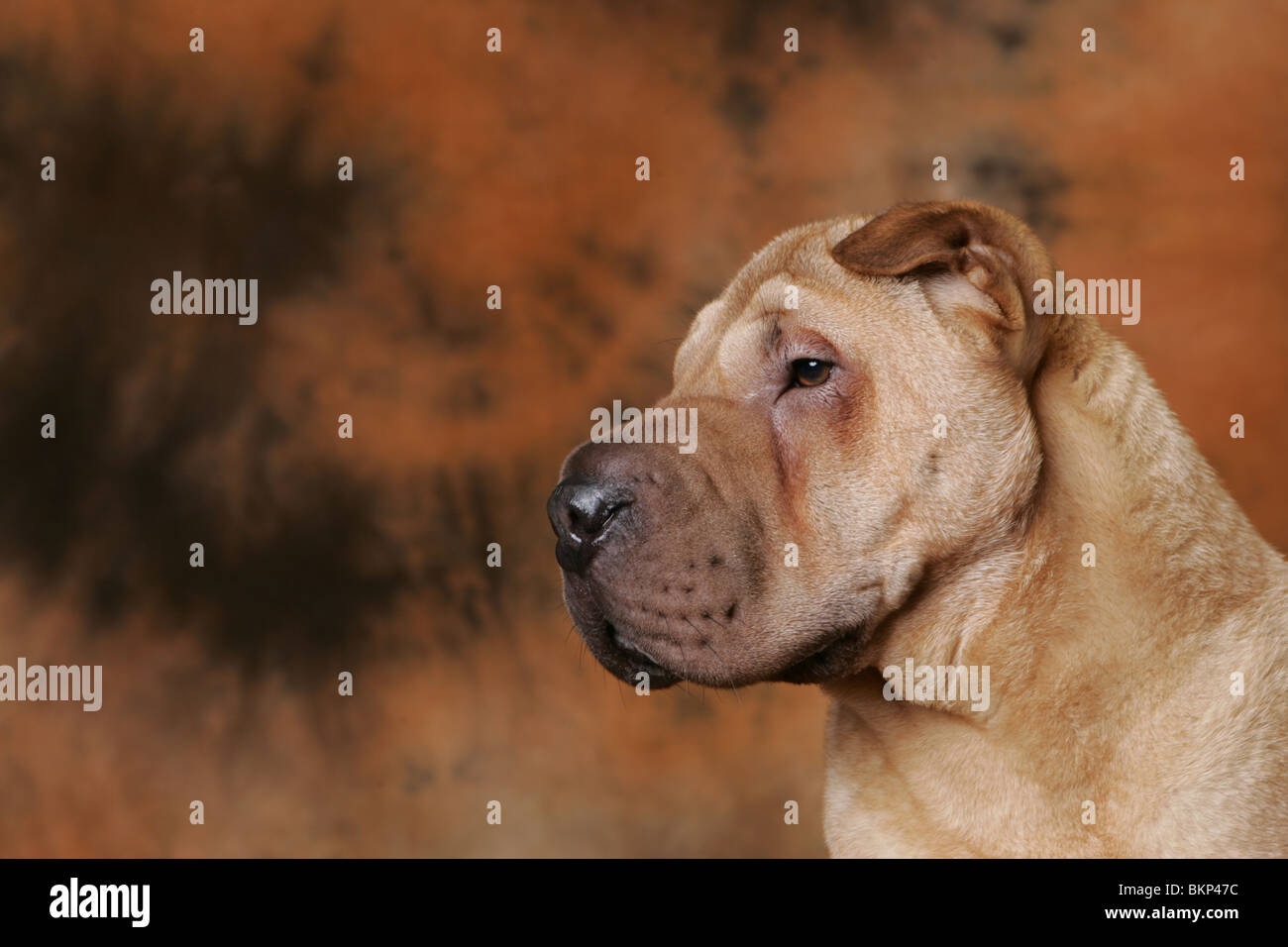 Shar Pei Portrait Banque D'Images