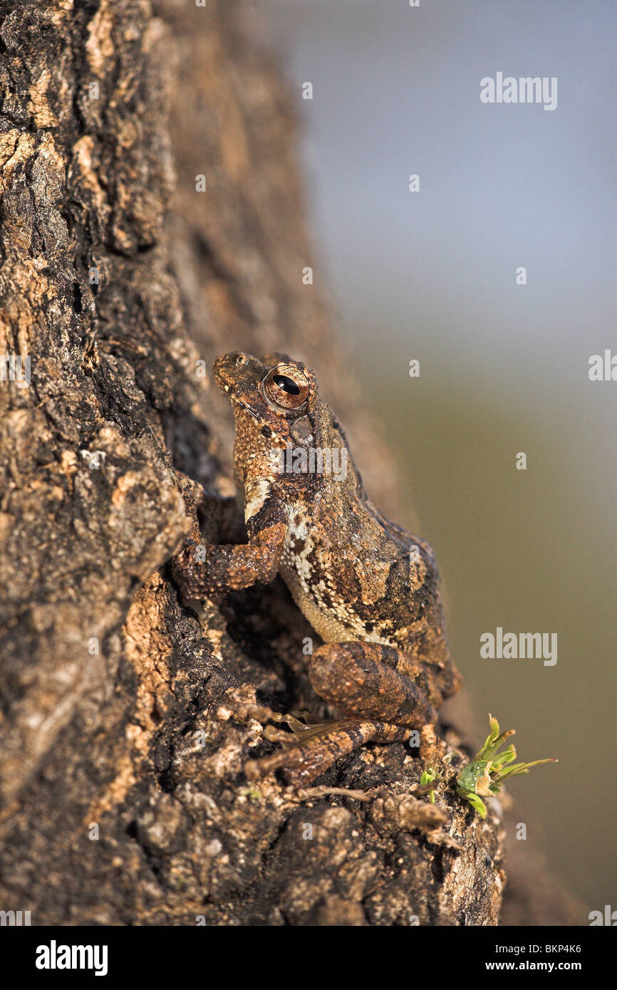 Photo d'un foamnest escalade grenouille dans un arbre Banque D'Images