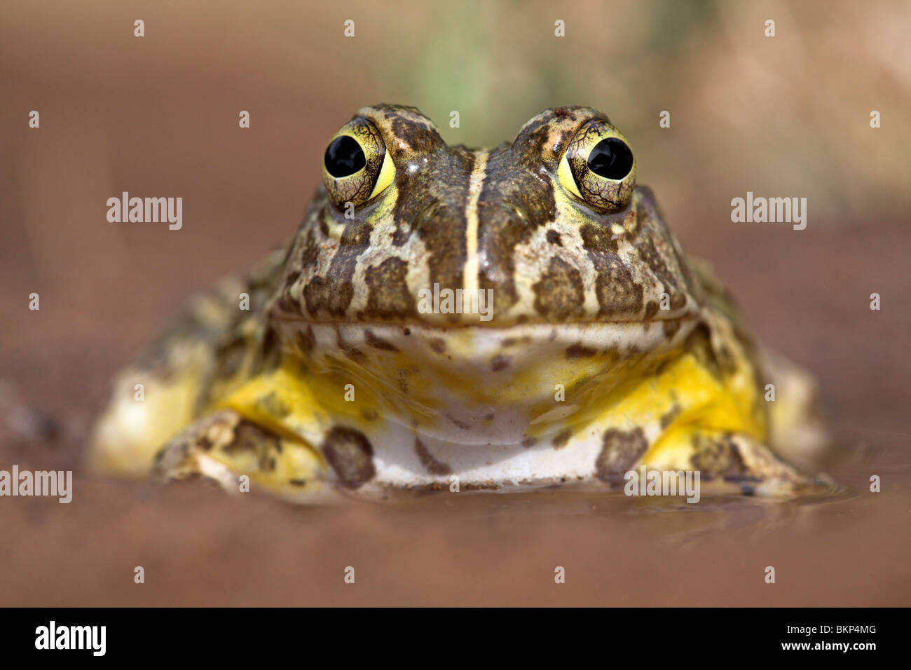 Portrait frontal d'un Africain Bull Frog Banque D'Images