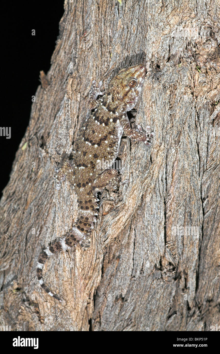 Foto d'un camouflage du tubercled wel bibron gecko sur un arbre gris Banque D'Images
