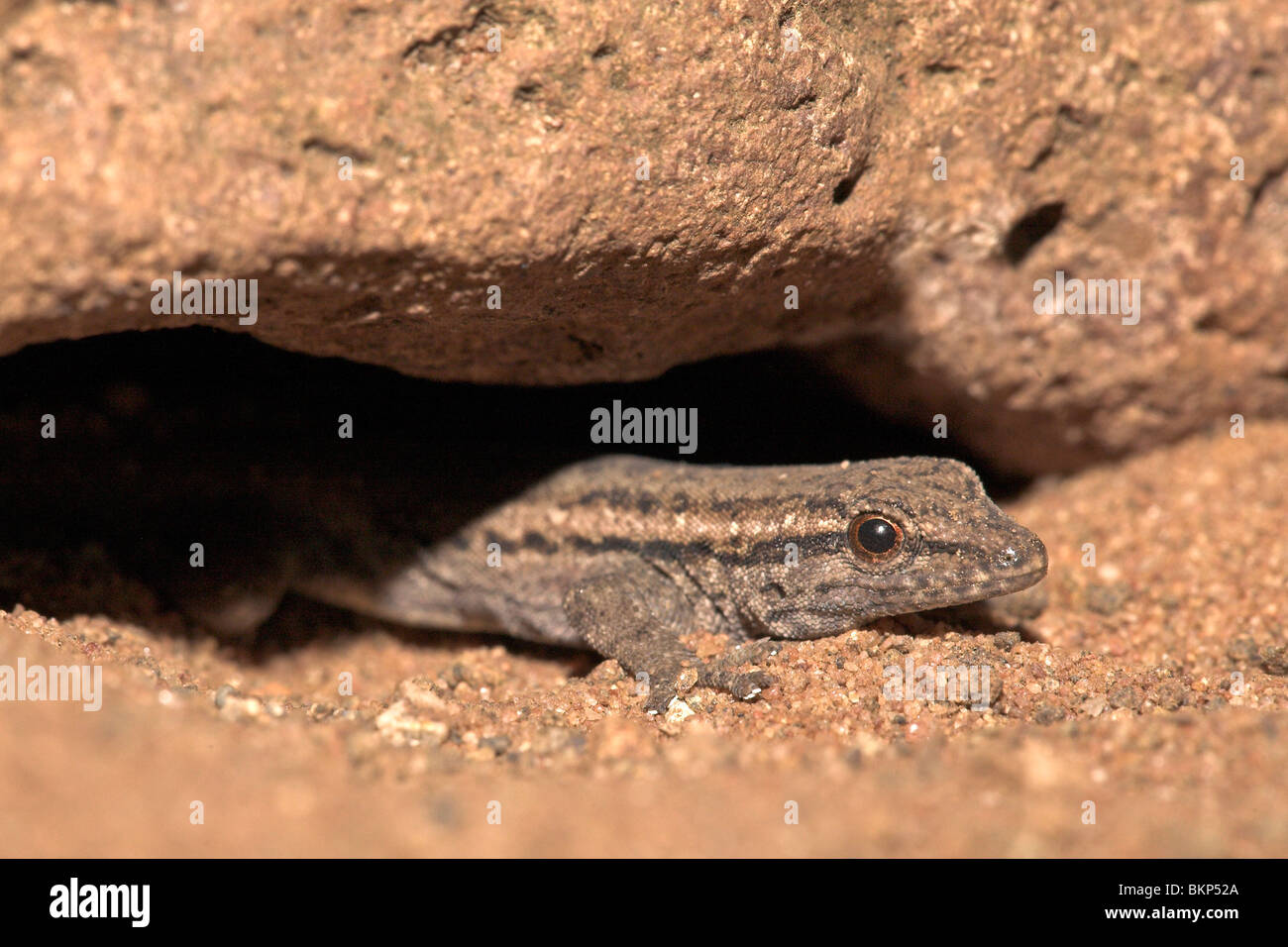 Photo d'un gecko nain du cap Banque D'Images