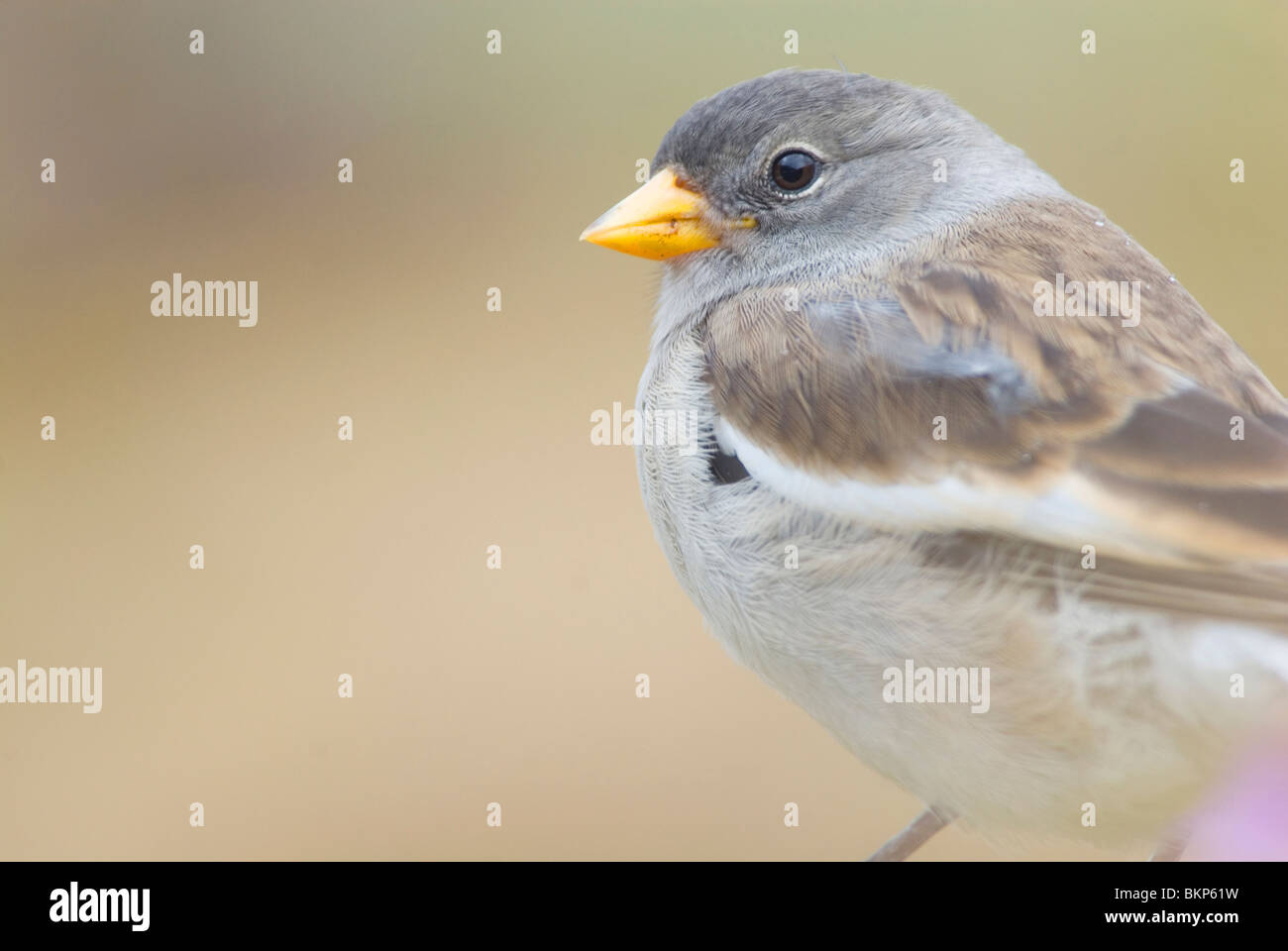 Sneeuwvink snowfinch montifringilla nivalis ; ; ; Banque D'Images