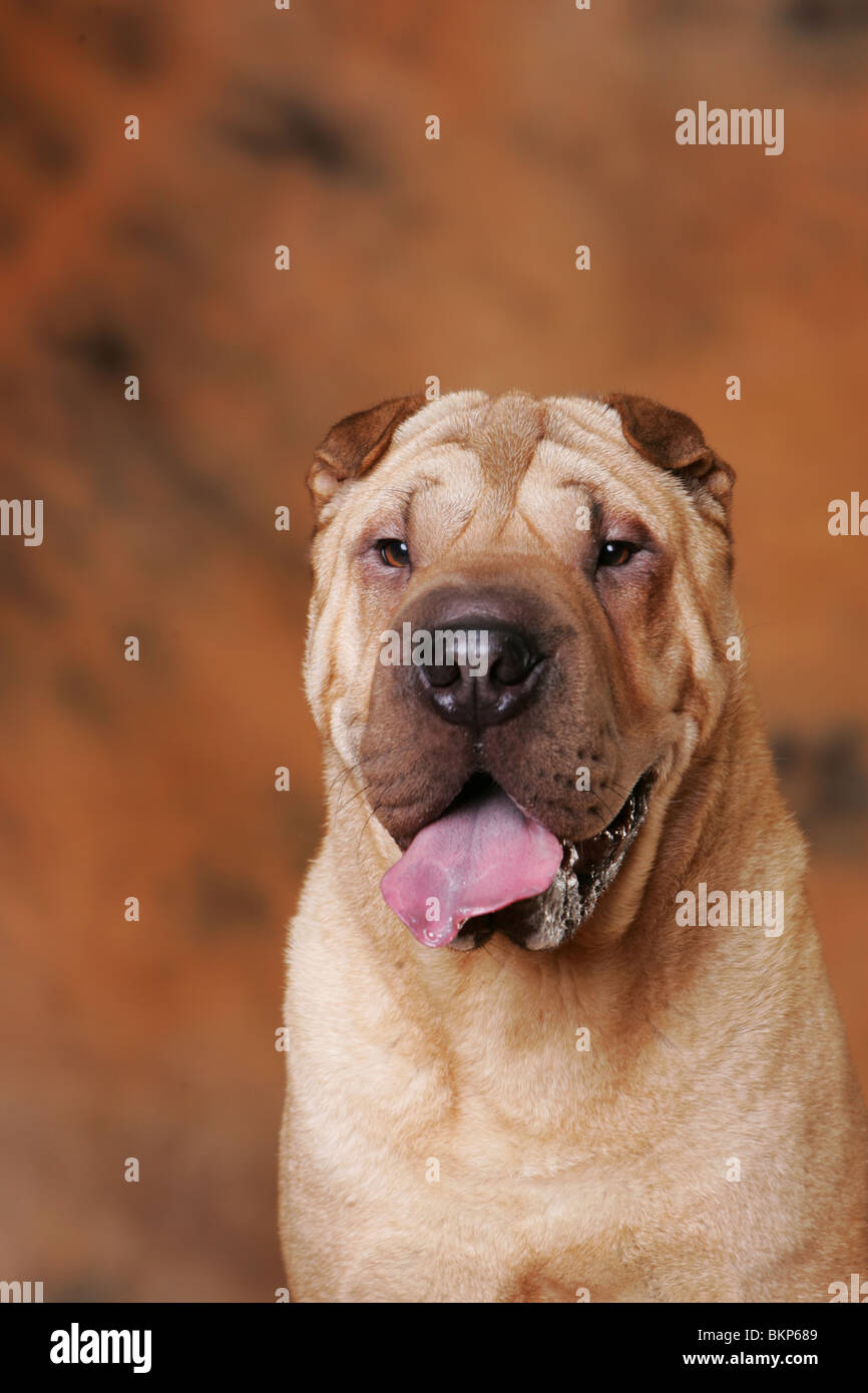 Shar Pei Portrait Banque D'Images