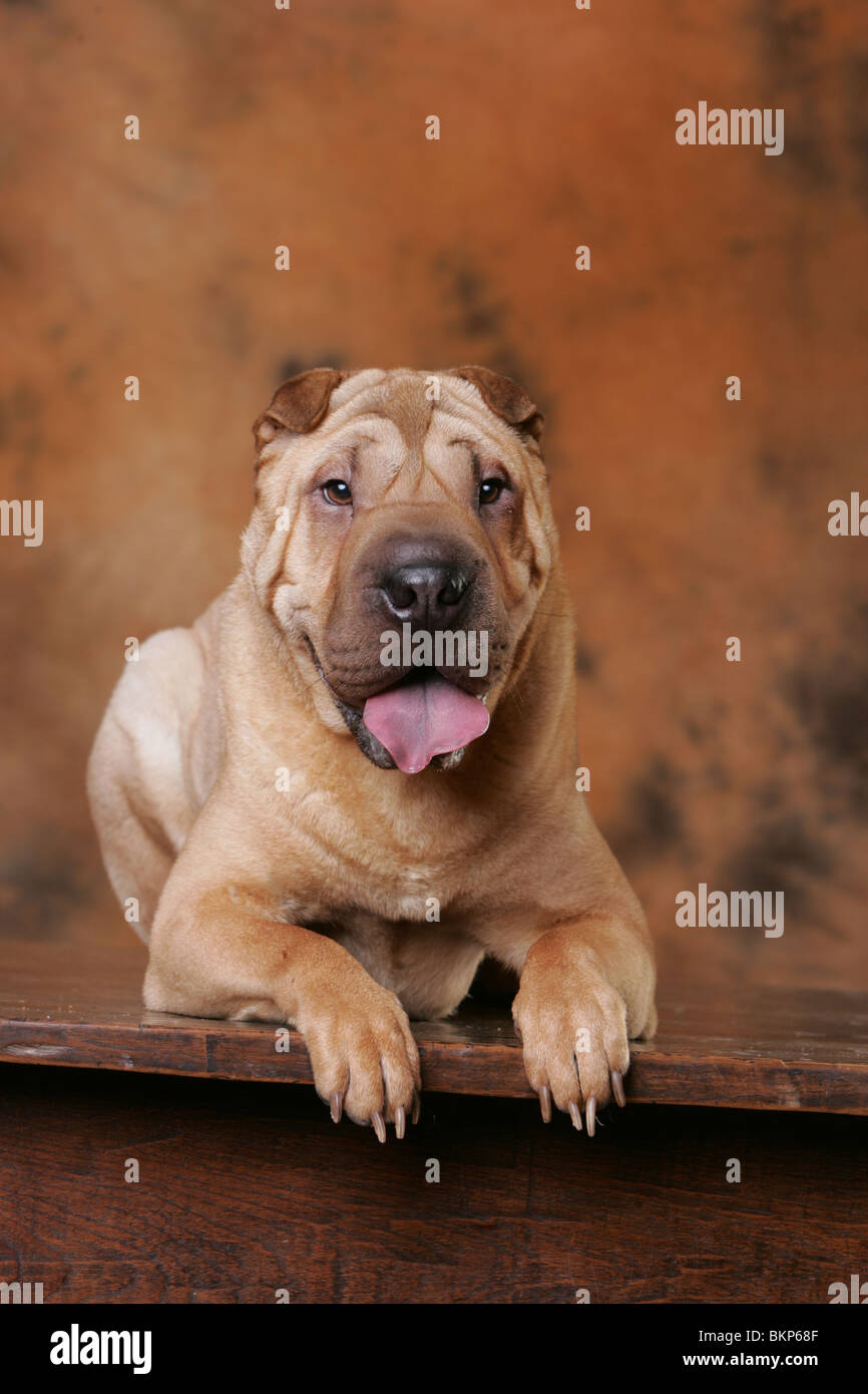 Shar Pei Banque D'Images