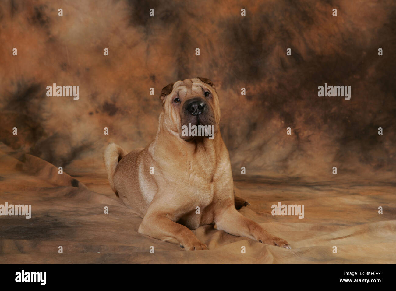 Shar Pei Banque D'Images