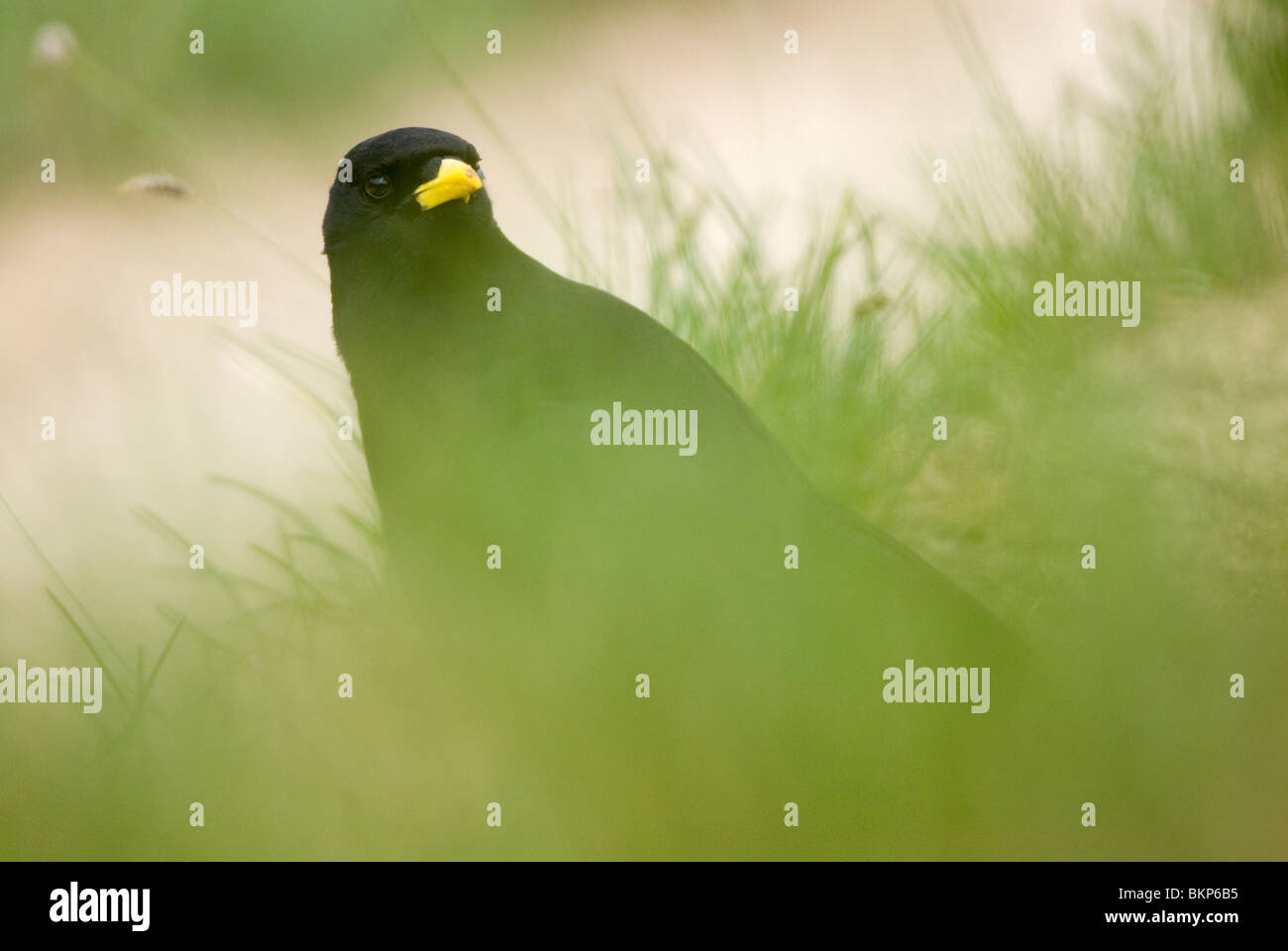 Pyrrhocorax graculus ; Alpenkauw ; Alpine Chough Banque D'Images