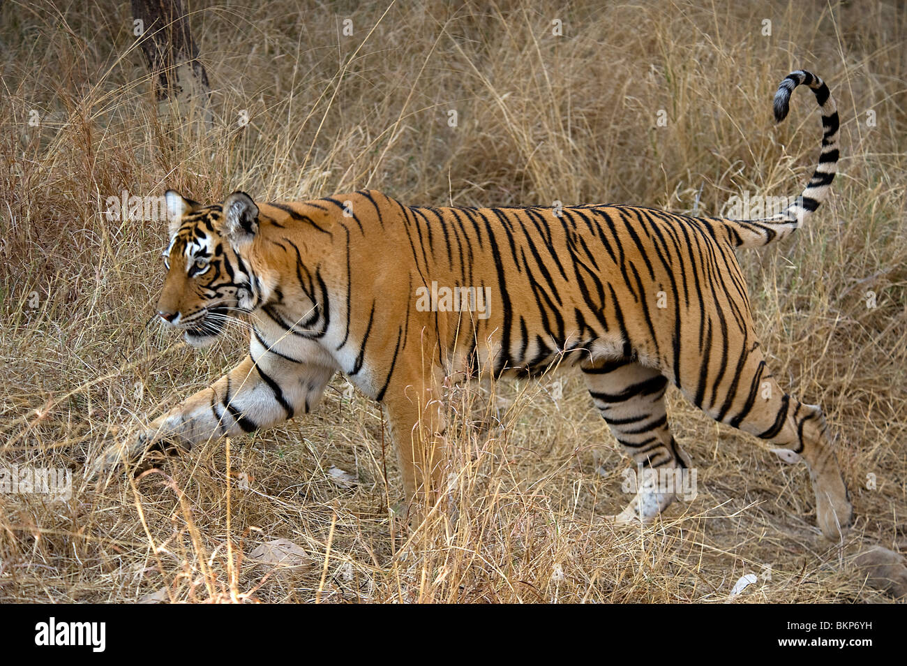 Femme Tigre du Bengale, Panthera tigris, marche à l'herbe sèche, de l'Inde NP Ranthambore Banque D'Images