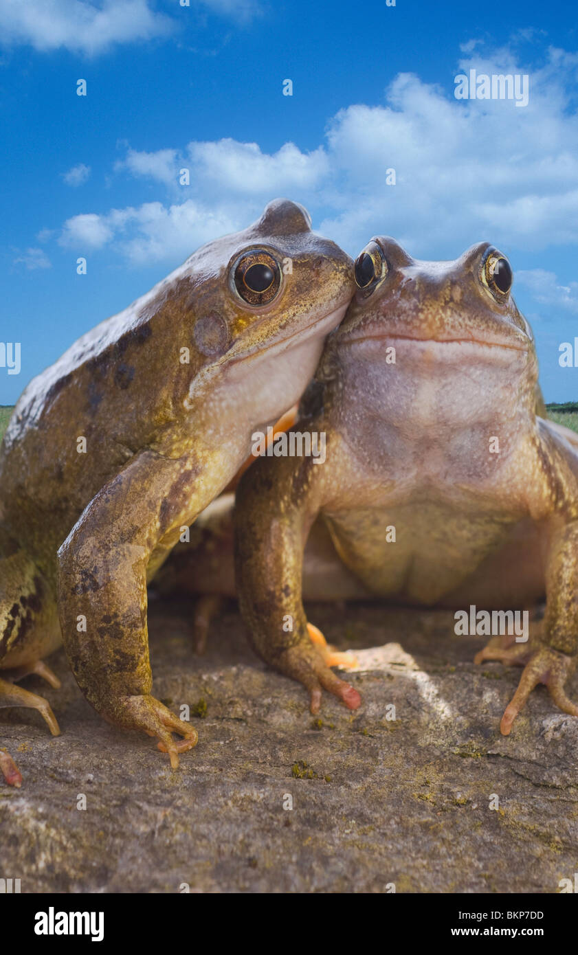 Deux grenouilles commun Banque D'Images