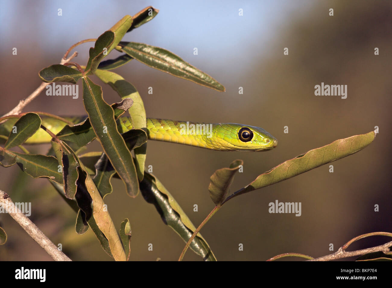Portret d'un serpent vert natal dans un arbre Banque D'Images