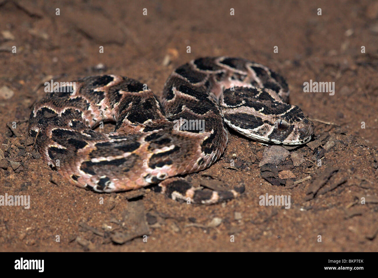 Photo d'un additionneur, hautement venimeux, puff puff adder le est responsable de la plus mortelle de serpents en Afrique chaque année (en partie grâce à son vaste réseau de distribution !) Banque D'Images
