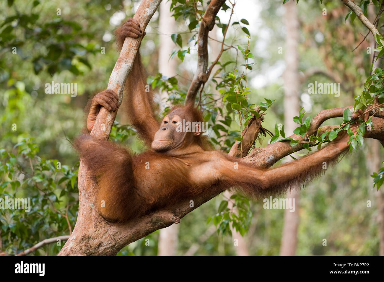 Détente dans un arbre d'orangs-outans à Bornéo Banque D'Images