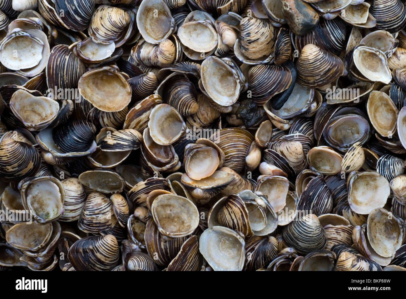 Aziatische Korfmossel ; Clam asiatique ; Banque D'Images