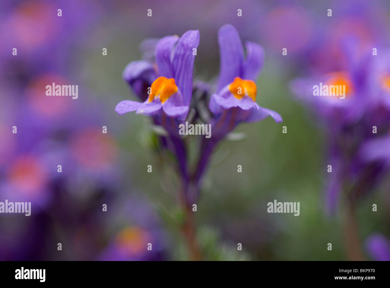 Alpenleeuwenbek ; alpine alpine toadflax Linaria ; Banque D'Images