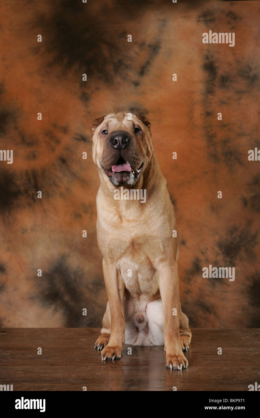 Shar Pei Banque D'Images