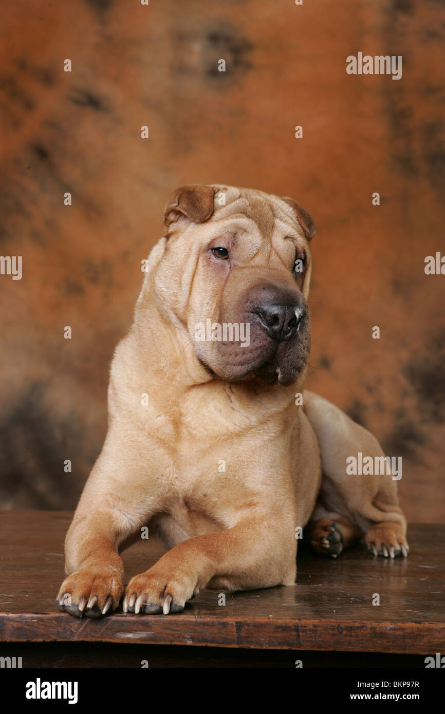 Shar Pei Banque D'Images