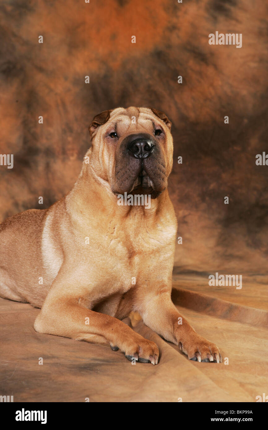 Shar Pei Banque D'Images