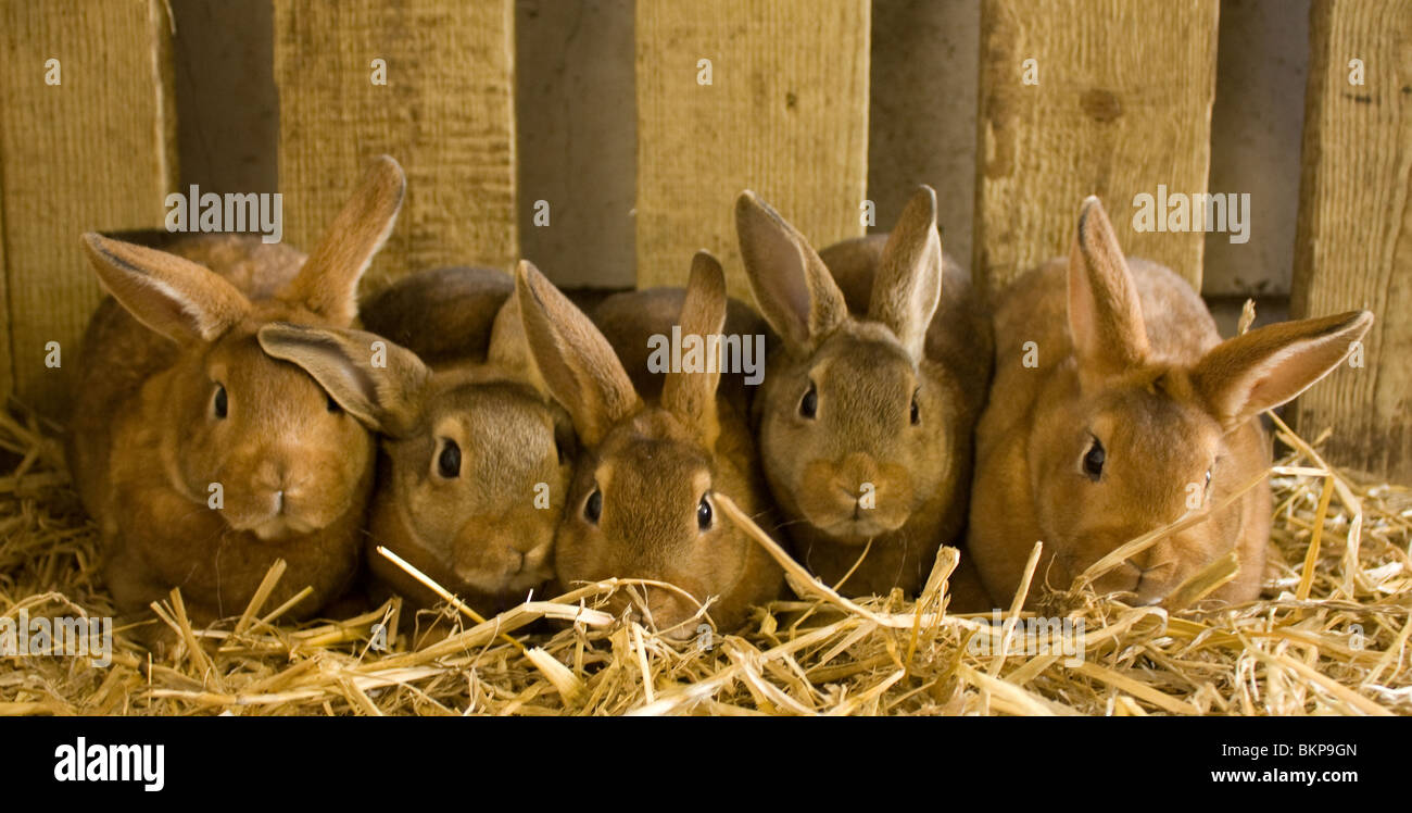 5 lapins rex Banque D'Images