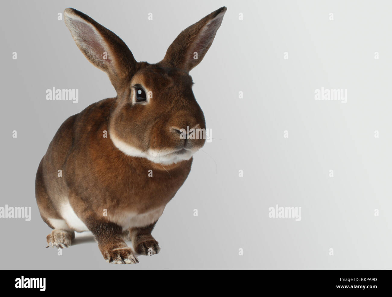 Lapin Rex rouge dans le studio Banque D'Images