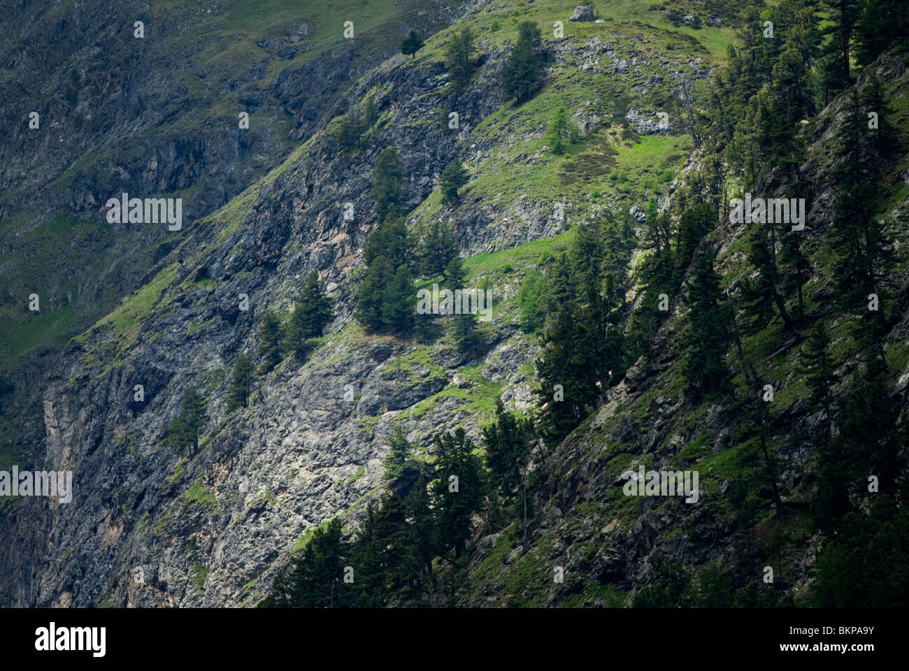 Val trupchun edelhert dans l'habitat de l'Alpen ; premier red deer habitat dans les alpes Banque D'Images