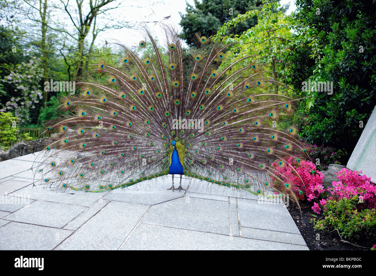 (Pavo cristatus paon) affichant sa queue ornée de plumes dans un jardin Banque D'Images