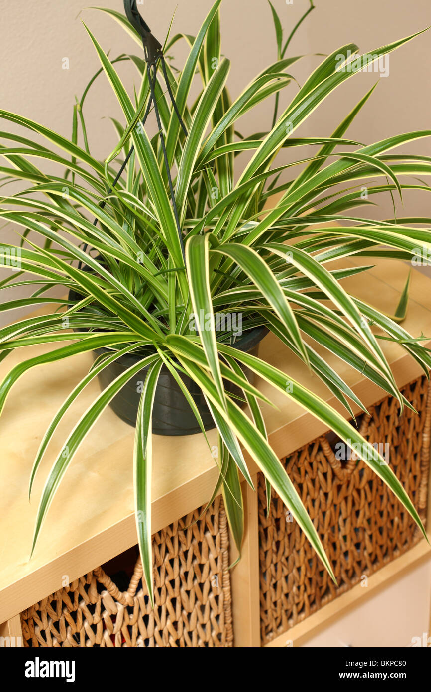 Chlorophytum comosum, Plante araignée Banque D'Images
