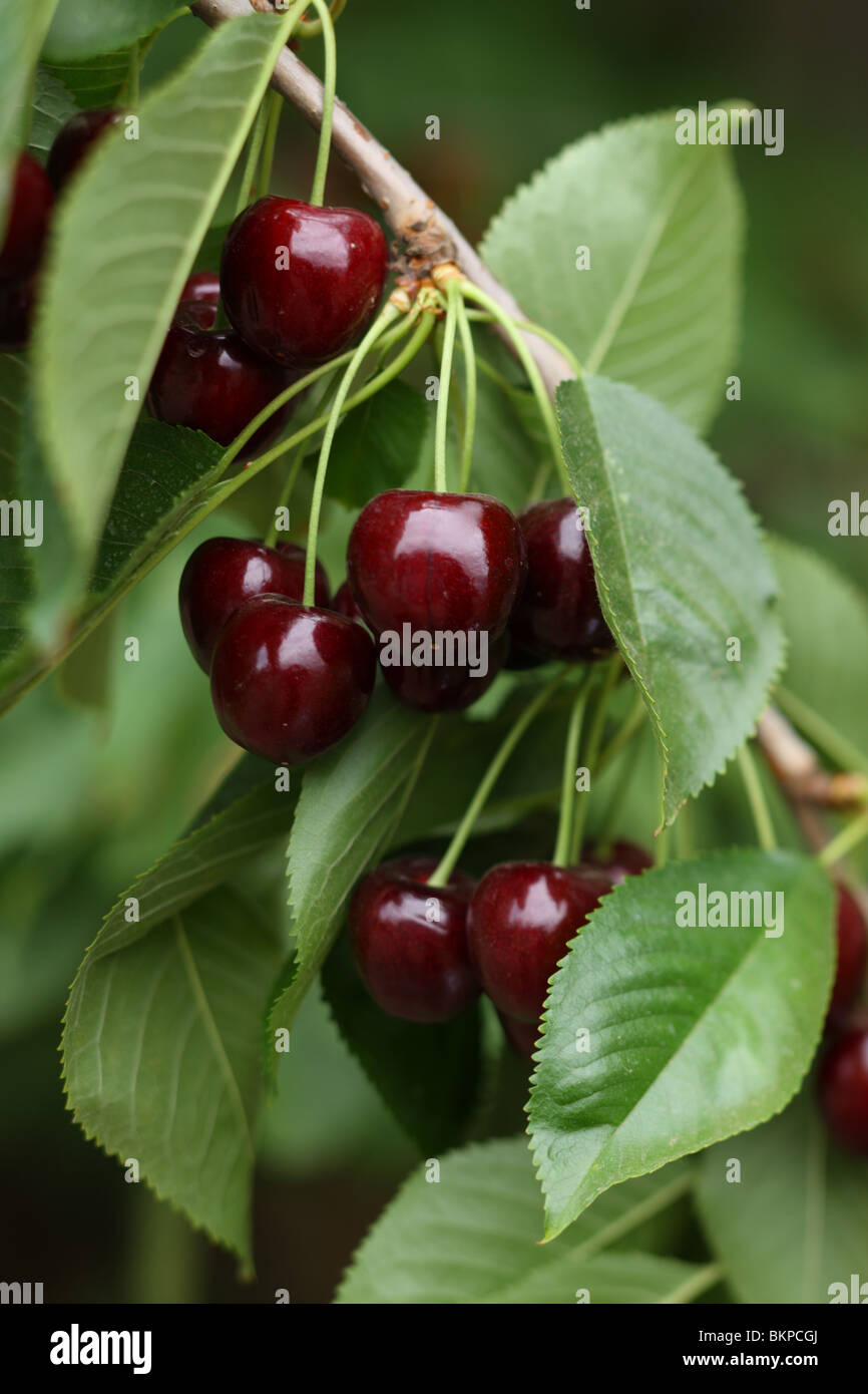 Bing cherries sur arbre, gros plan Banque D'Images