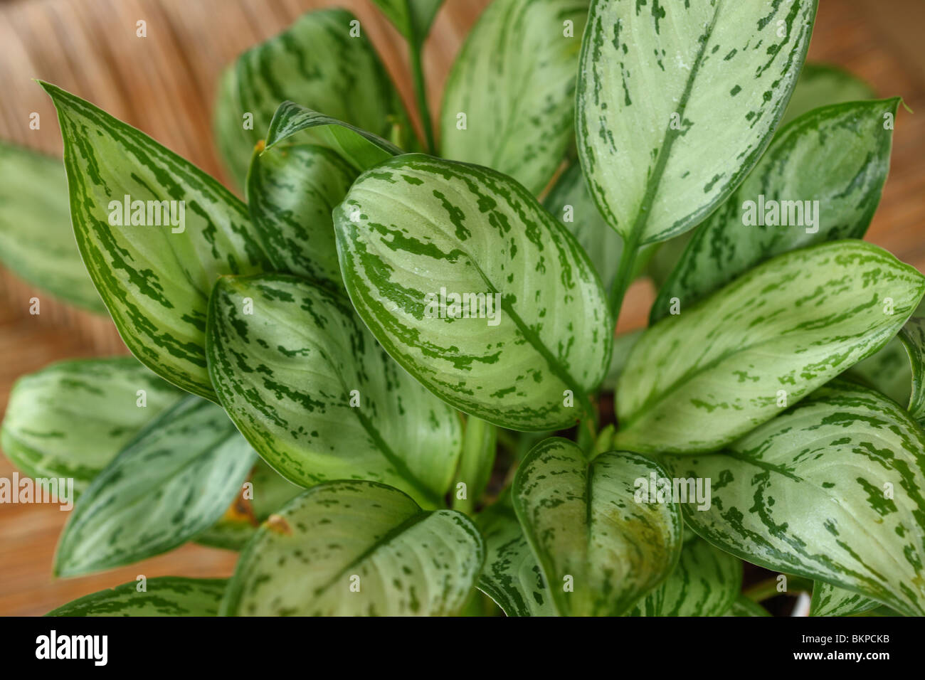 Evergreen Aglaonema Maria Christina Banque D'Images