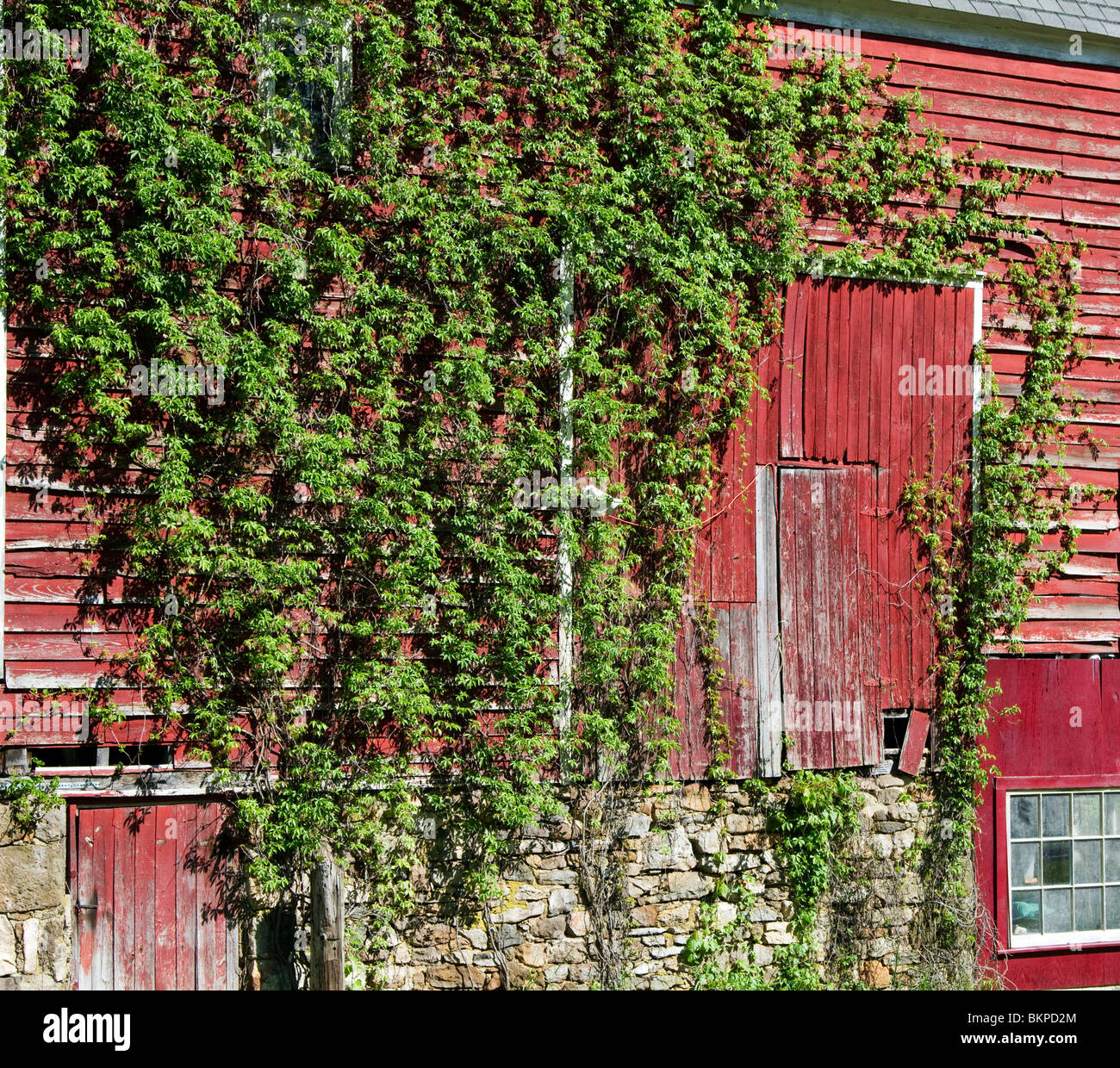 Une grange rouge couverte de lierre avec un look vintage. Banque D'Images Une grange rouge couverte de lierre avec un look vintage. Banque D'Images