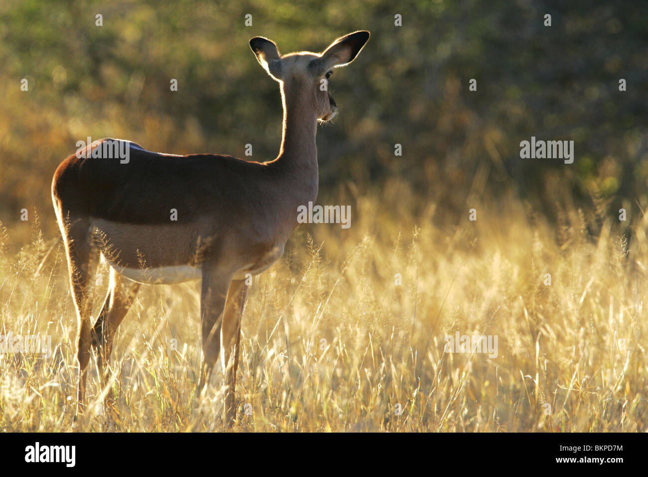 Impala femelle sur l'alerte, Kruger Park, Afrique du Sud Banque D'Images