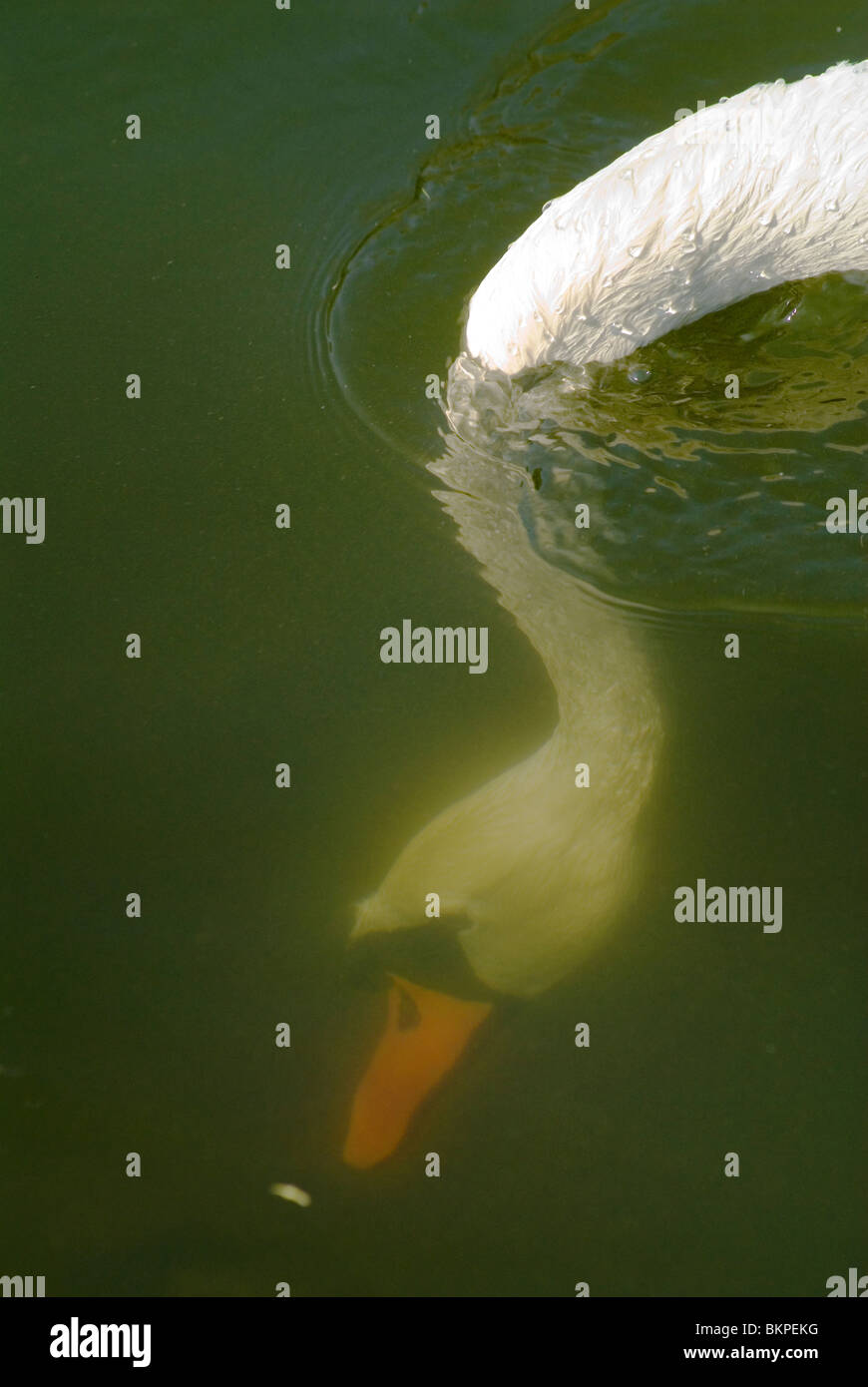 Swan avec la tête sous l'eau à la recherche de nourriture. UK Banque D'Images