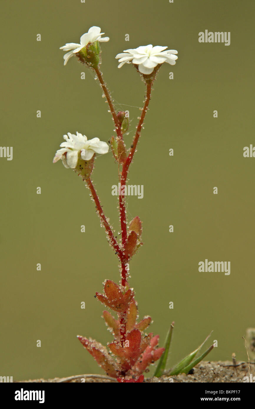 Bloeiwijze kandelaartje détails rencontré gevulde bloemen Banque D'Images