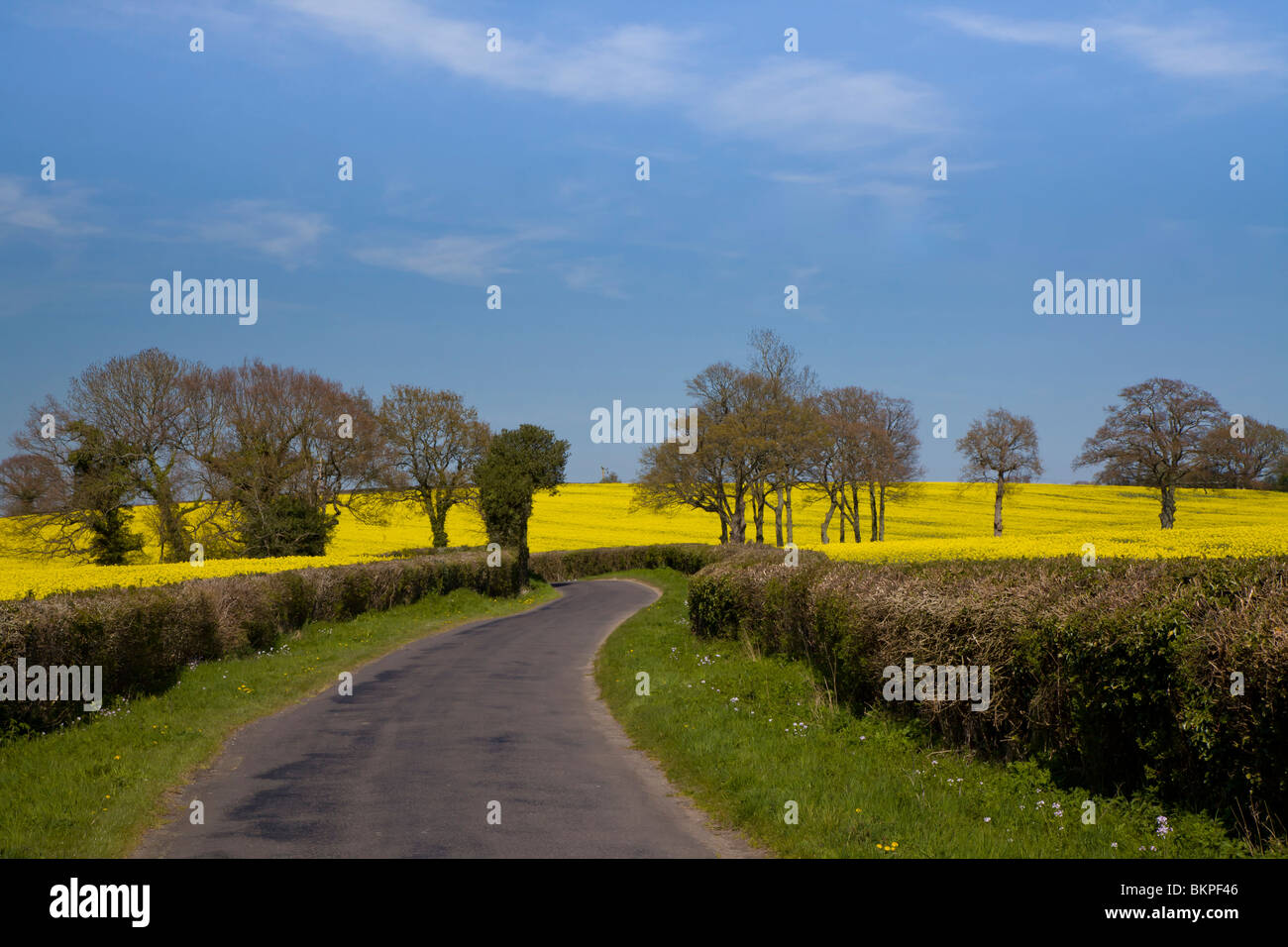 Une route dans le Sussex avec les champs de colza d'huile et ciel bleu Banque D'Images
