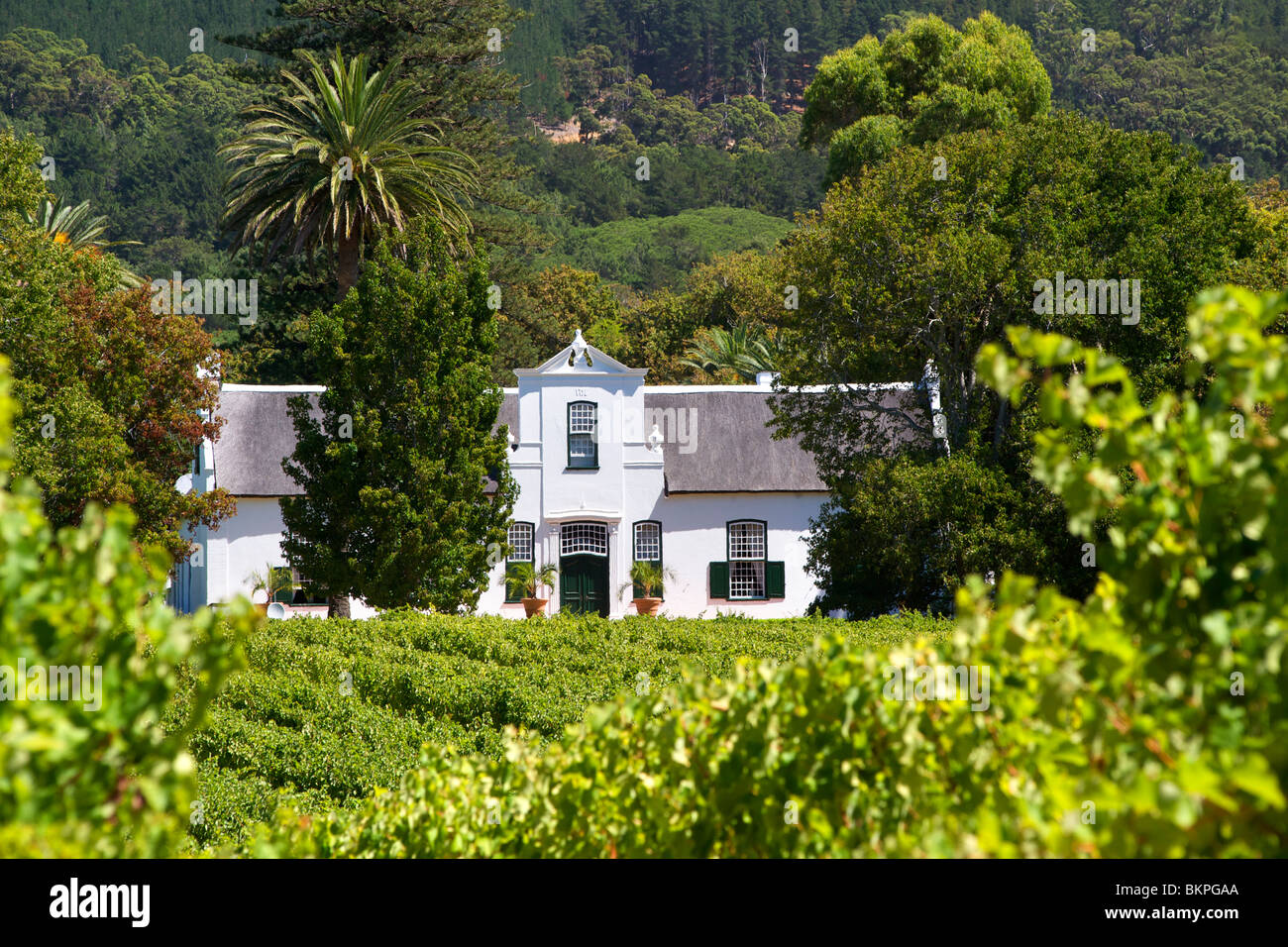 Vue du manoir et de vignes au Buitenverwagting wine estate à Constantia, Cape Town, Afrique du Sud. Banque D'Images