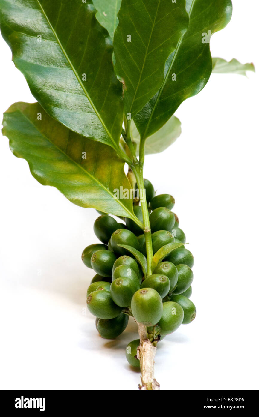 Les cerises de café vert sur fond blanc Banque D'Images