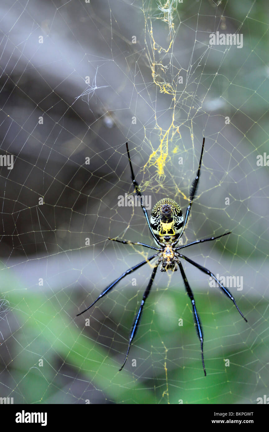 Globe Doré-web spider, (nephila fenestra) et web dans kirstenbosch national botanical gardens, Cape Town, Afrique du Sud. Banque D'Images