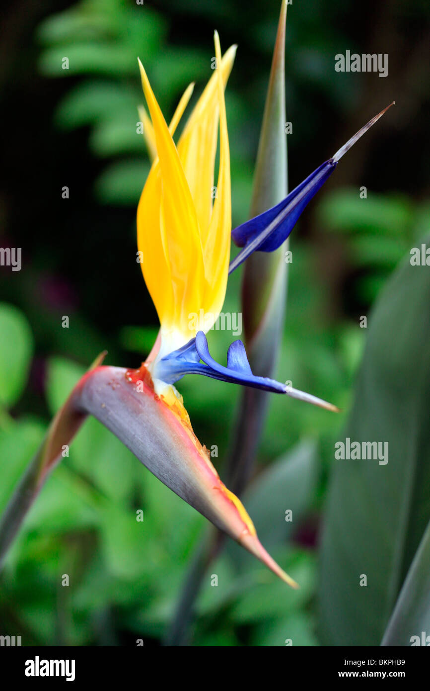 Fleur, grue (Strelitzia reginae) dans kirstenbosch national botanical gardens, Cape Town, Afrique du Sud. Banque D'Images